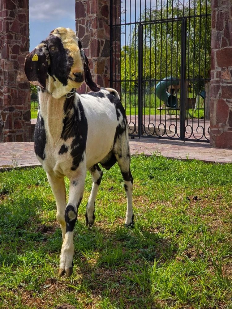 Cabra del Rancho El Encanto