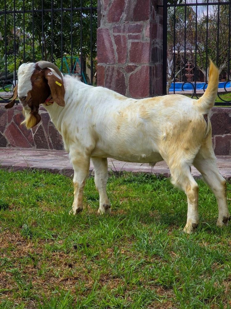 Cabra del Rancho El Encanto
