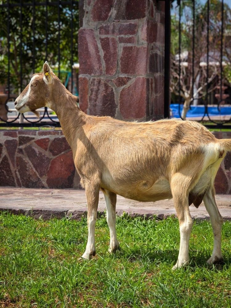 Cabra del Rancho El Encanto