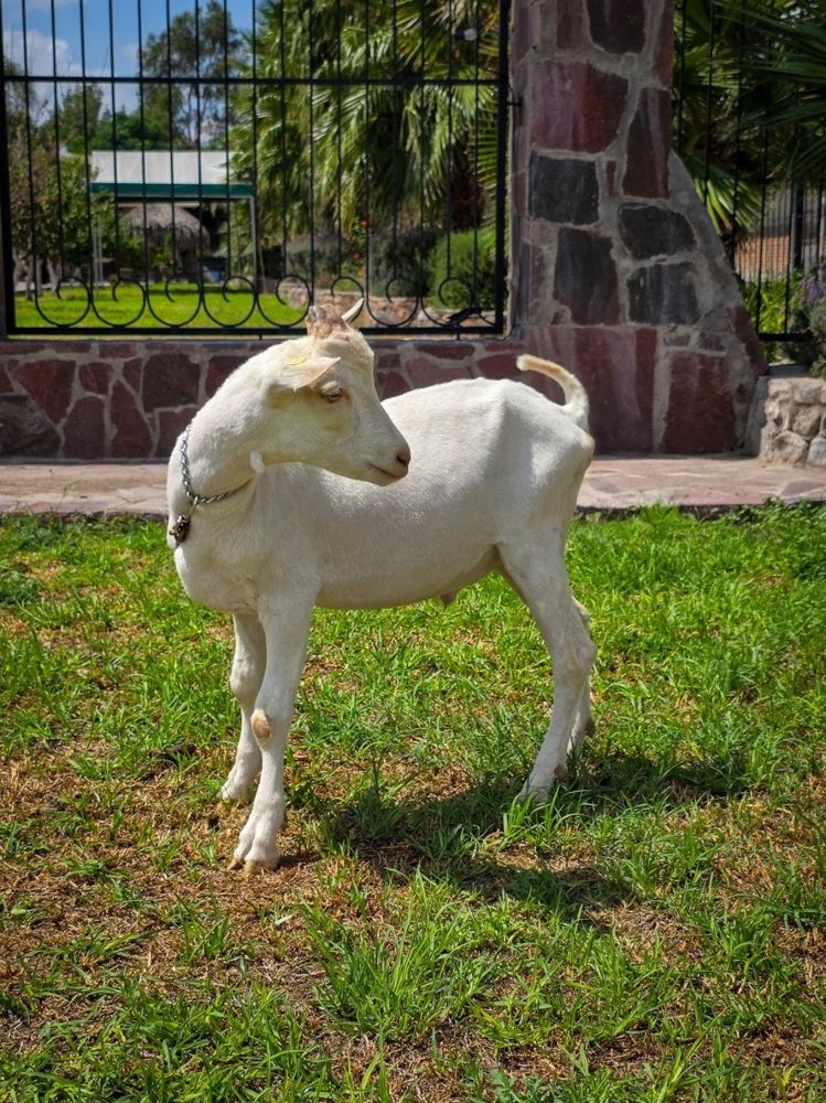 Cabra del Rancho El Encanto