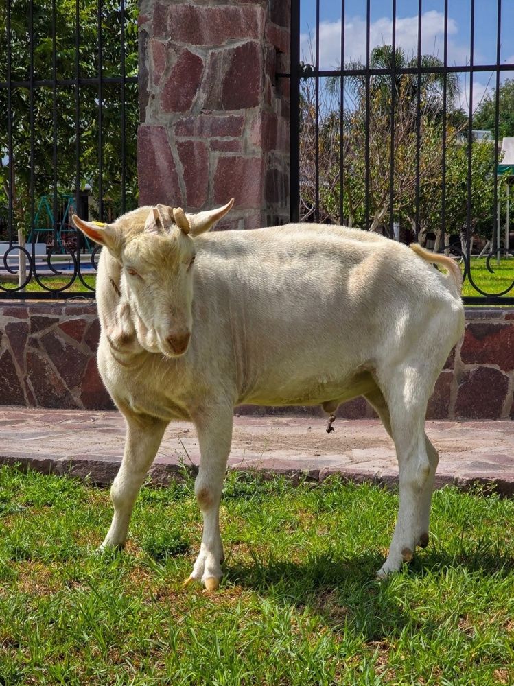 Cabra del Rancho El Encanto