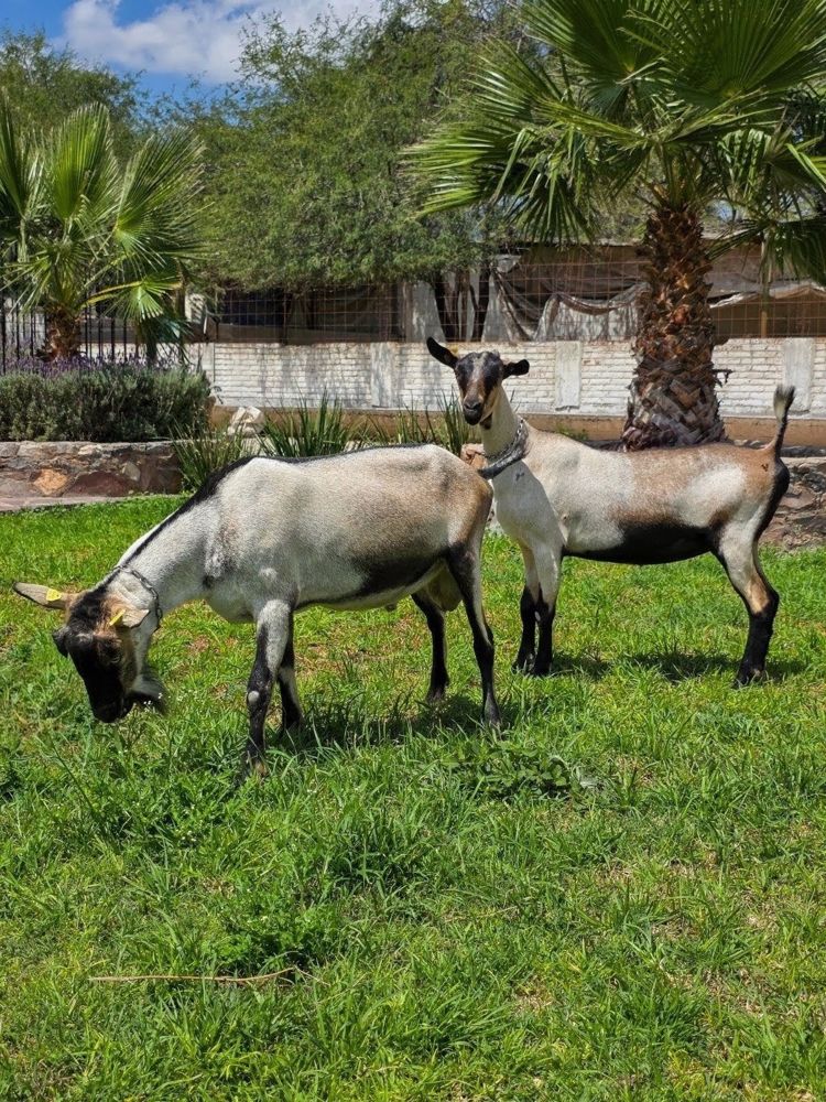 Cabra del Rancho El Encanto