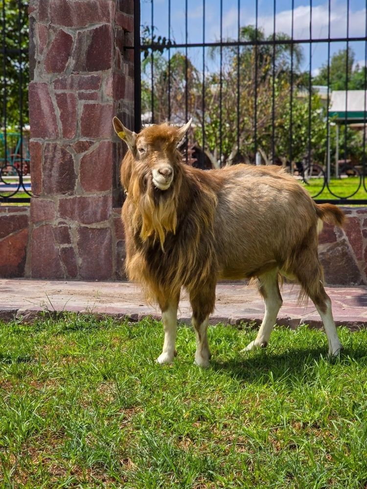 Cabra del Rancho El Encanto